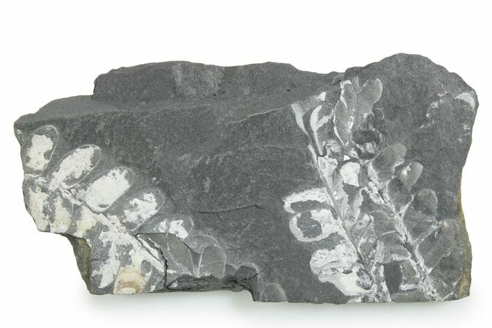 Fossil Seed Fern (Alethopteris & Pecopteris) Plate - Pennsylvania #347726